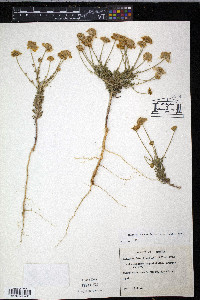 Balduina angustifolia image