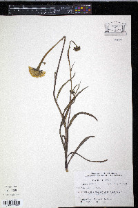 Balduina uniflora image