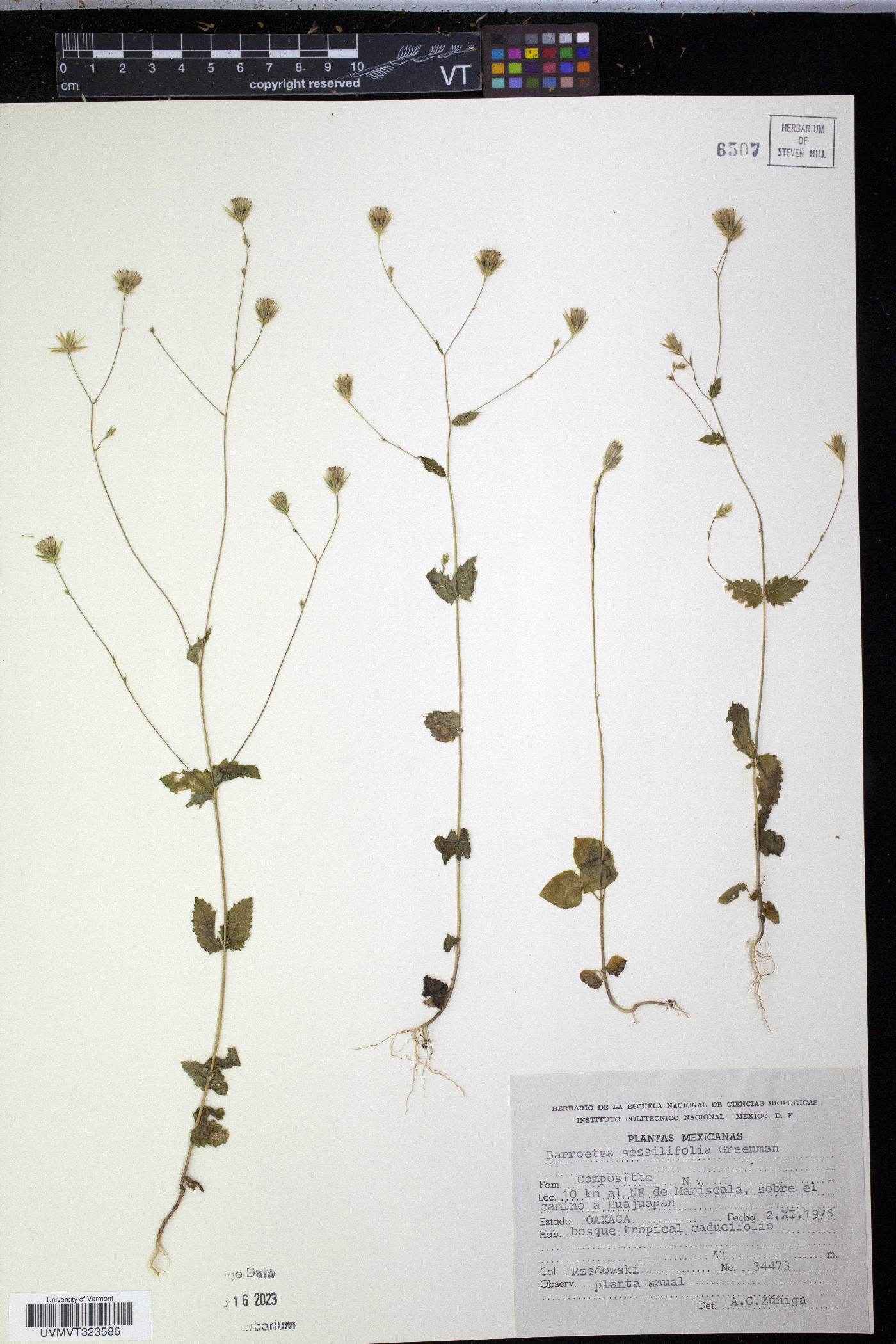 Barroetea sessilifolia image