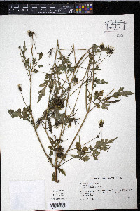 Bidens bipinnata image