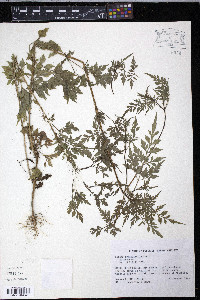 Bidens cynapiifolia image