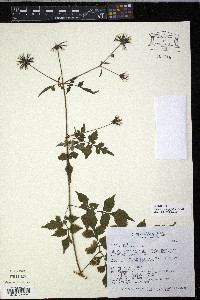 Bidens cynapiifolia image