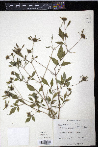 Bidens discoidea image