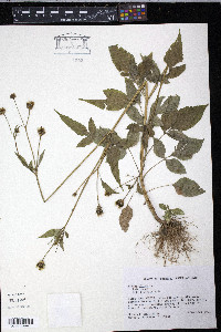 Bidens pilosa image