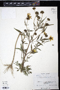 Bidens polylepis image