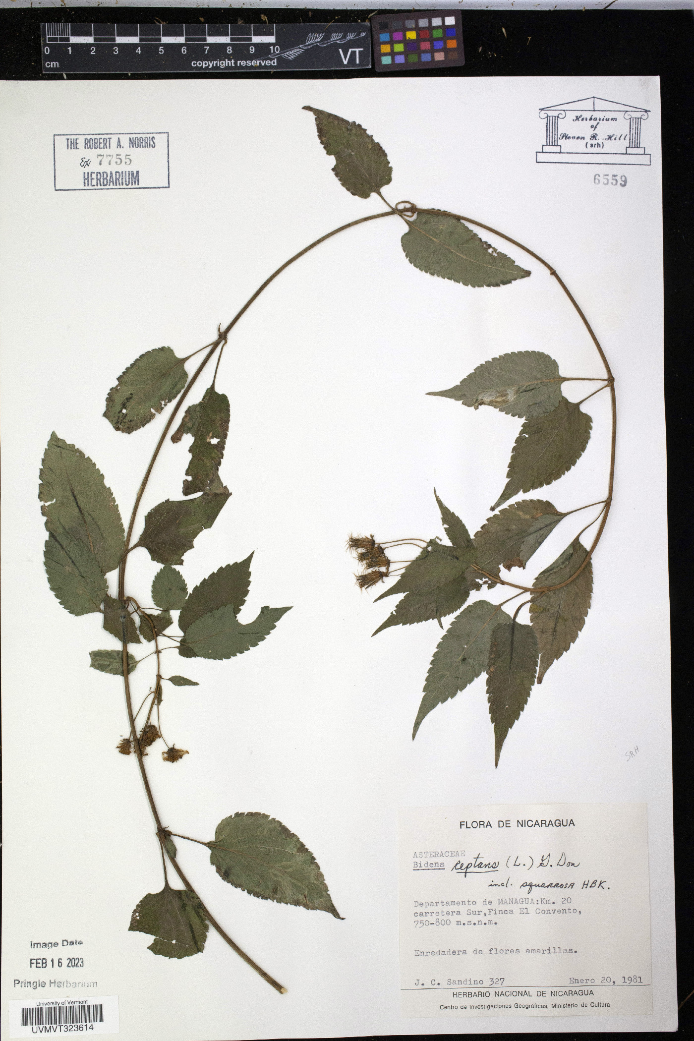 Bidens reptans image