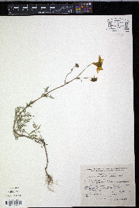 Bidens serrulata image