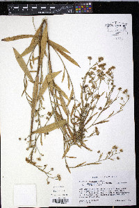 Boltonia latisquama var. recognita image