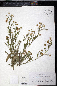 Boltonia latisquama var. recognita image