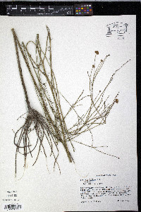 Boltonia diffusa image