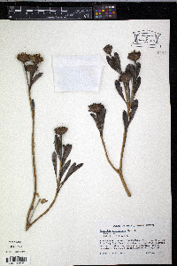 Borrichia arborescens image