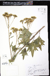 Arnoglossum atriplicifolium image