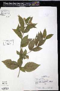 Calea urticifolia image