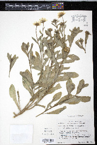 Calendula arvensis image