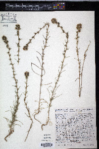 Calycadenia multiglandulosa image