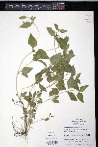 Calyptocarpus vialis image