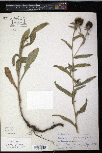 Centaurea nigra image