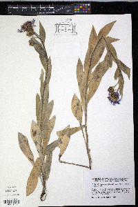 Centaurea triumfetti image