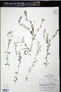 Chaetopappa bellidifolia image