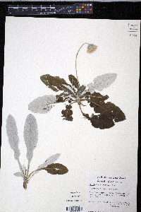 Chaptalia nutans image