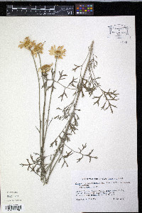 Chrysanthemum cinerariifolium image