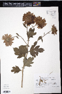 Chrysanthemum x morifolium image