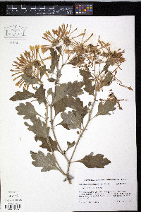 Chrysanthemum x morifolium image