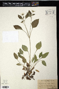 Chrysogonum virginianum image