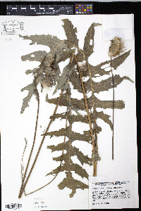 Cirsium erisithales image