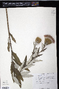 Cirsium altissimum image