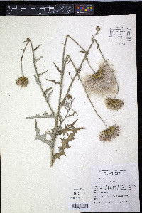 Cirsium texanum image