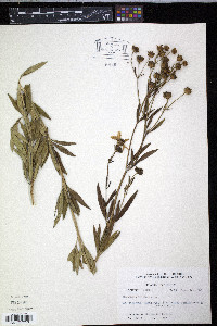 Coreopsis tripteris image