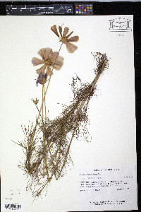 Cosmos bipinnatus image