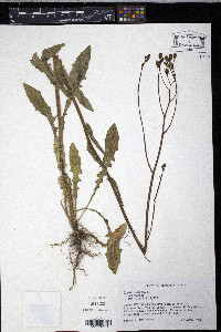 Crepis pulchra image