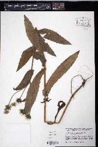 Crepis pulchra image