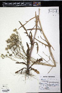 Crepis tectorum image