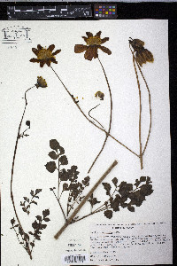 Dahlia coccinea image