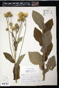 Doronicum austriacum image