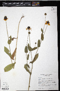 Rudbeckia amplexicaulis image