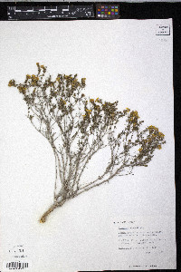 Thymophylla acerosa image