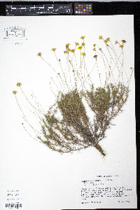 Thymophylla pentachaeta image