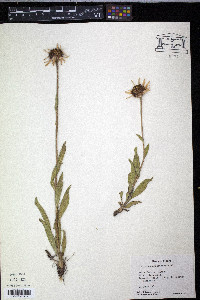 Echinacea angustifolia image