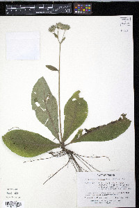 Elephantopus tomentosus image