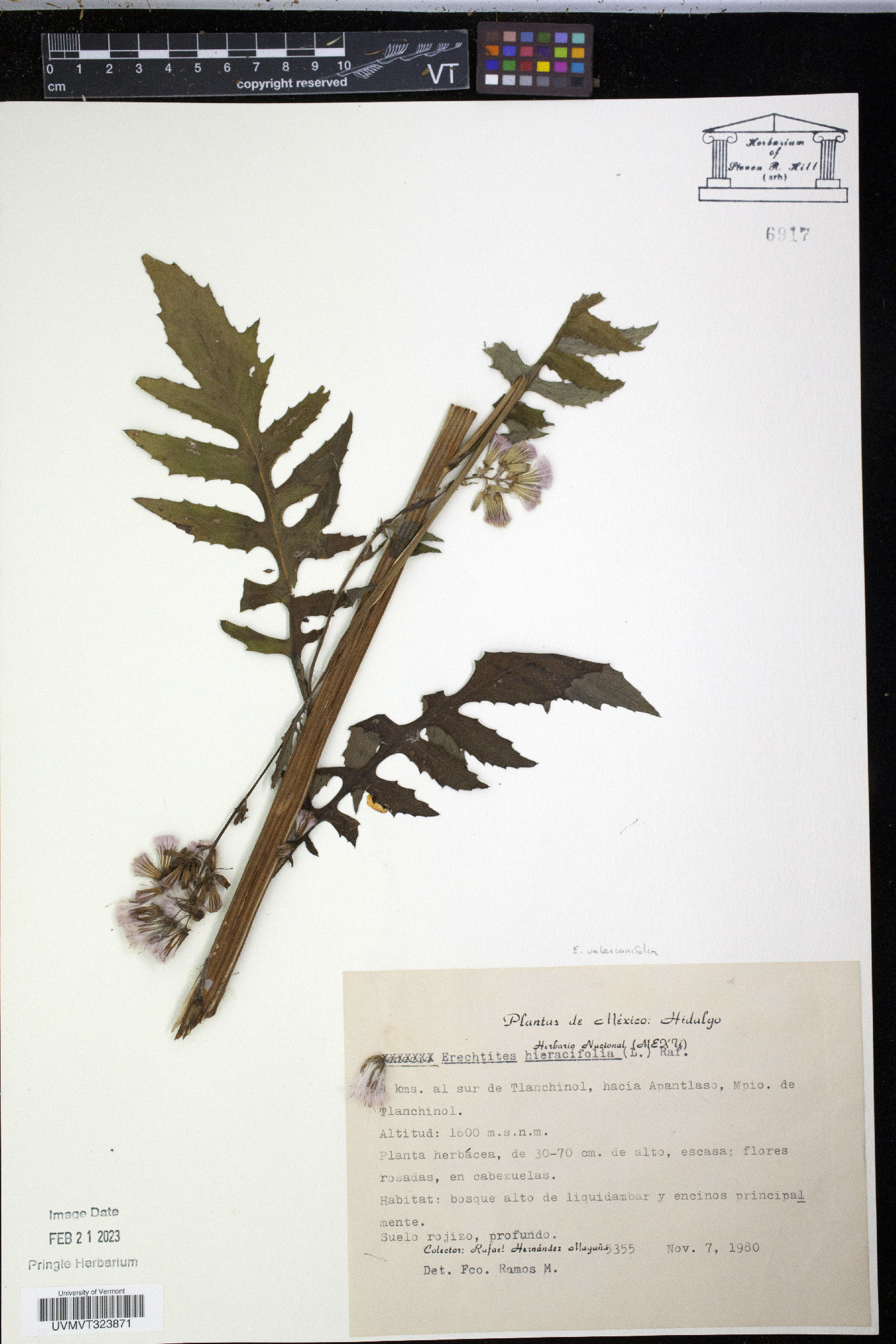 Erechtites valerianifolia image