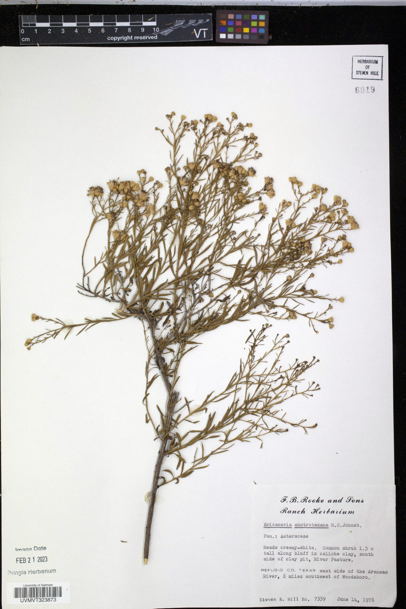 Ericameria austrotexana image