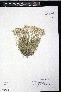 Erigeron pumilus image