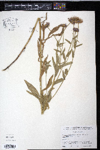 Erigeron speciosus image