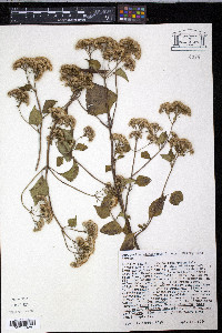 Ageratina adenophora image