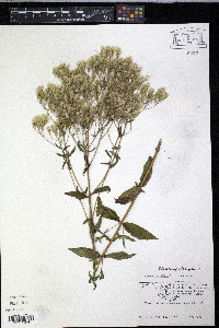 Eupatorium album image