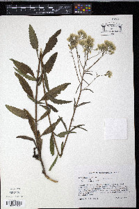 Eupatorium album image